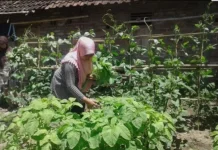 Pekarangan Hijau, Langkah Sederhana Kurangi Dampak Pemanasan Global