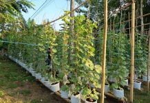 Pekarangan Sempit Disulap Jadi Kebun Melon di Sumenep
