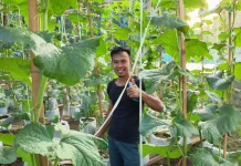Tanam Melon di Polybag, Warga Sumenep Sebut Lebih Hemat Air