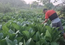Pemkab Sampang Dorong Generasi Milenial Kembangkan Pertanian Modern