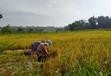 Data Penerima Pupuk Subsidi 2027 Wajib Diperbarui