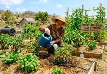 Disperta Sampang Imbau Petani Pahami Cuaca untuk Cegah Gagal Panen