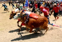 Karapan Sapi Madura Kuatkan Tradisi Gotong Royong