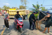 Truk Terguling, 2,2 Ton Telur Dievakuasi