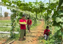 Program Eco Edufarming, Petani Bangkalan Panen Melimpah di Musim Kemarau