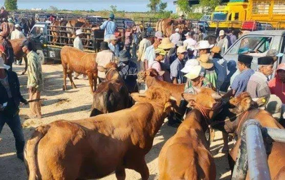 Permintaan Sapi Meningkat Menjelang Iduladha di Sampang
