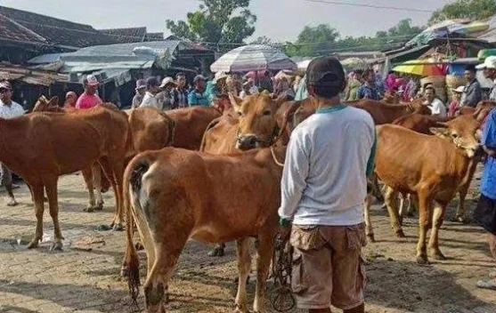 Menjelang Iduladha Harga Ternak di Sampang Naik