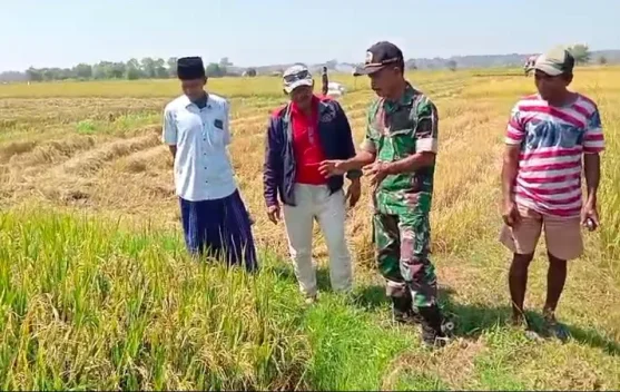 Dukung Ketahanan Pangan, Koramil Arosbaya Dampingi Panen Padi Poktan Mustika Jaya