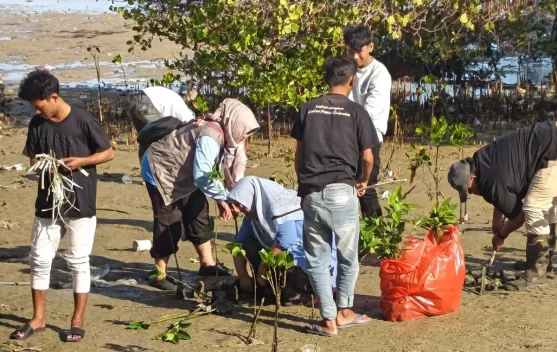 KPMM Lakukan Penyulaman Mangrove di Pamekasan