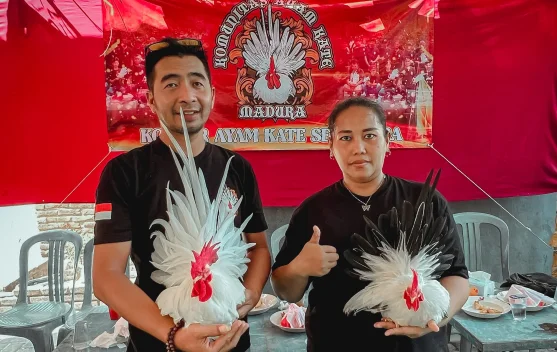 Hobi Beternak Ayam Chabo, ASN Sampang Raup Cuan Jutaan