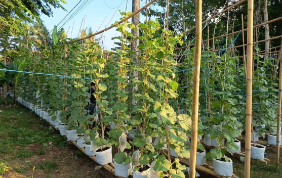 Pekarangan Sempit Disulap Jadi Kebun Melon di Sumenep