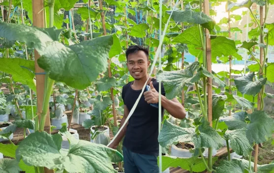 Tanam Melon di Polybag, Warga Sumenep Sebut Lebih Hemat Air
