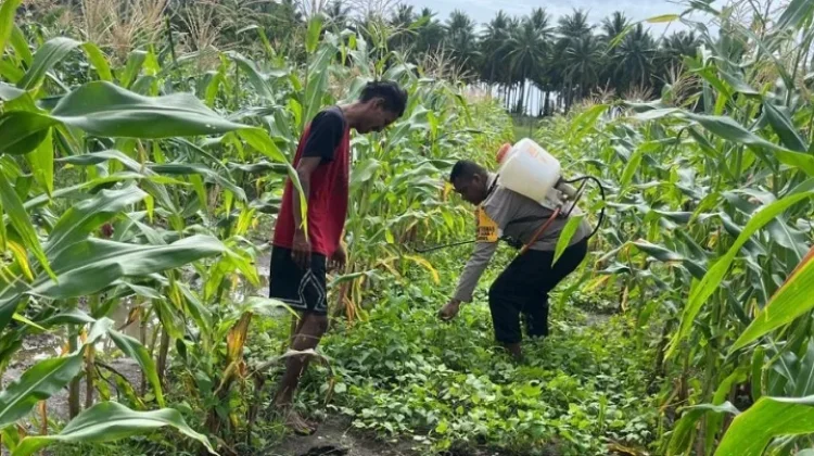 Bhabinkamtibmas Olilit Raya Bersama Petani Bersihkan Lahan Jagung