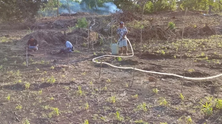 Polsek Tanut bersama Poktan KBK Rawat Lahan Jagung