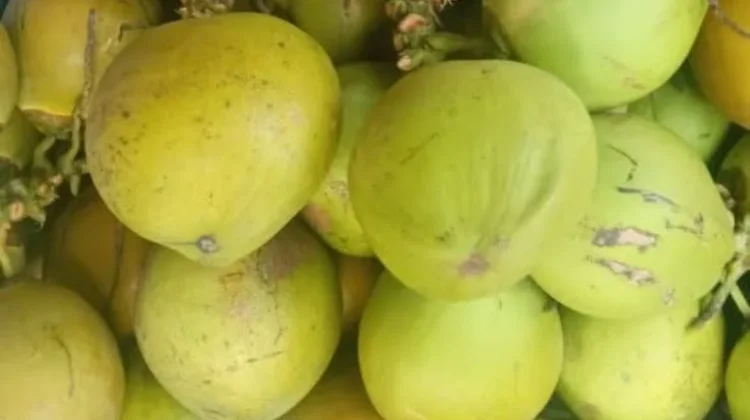 Segarnya Geliat Bisnis Kelapa Muda Sepanjang Ramadan di Tanimbar