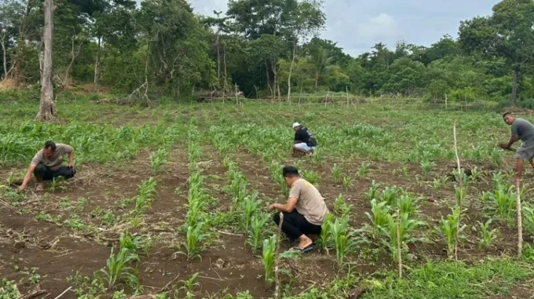 Kapolsek Tanut Turun Langsung Rawat Tanaman Jagung
