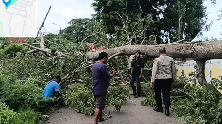 Polsek Tansel dan DLH Bersihkan Pohon Tumbang