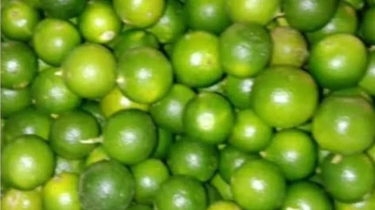 Lemon Cina/Cui  untuk Obat Kaki Tertusuk Paku