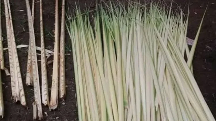 Hemat Biaya, Warga Saumlaki Pesan Janur dari petani lokal