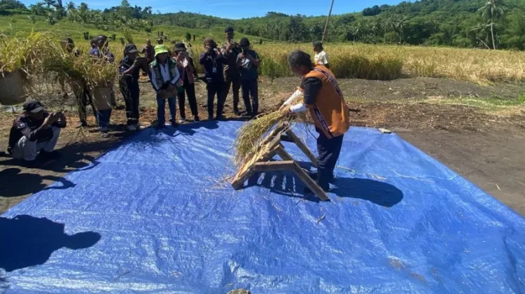 Kapolsek Wertamrian Hadiri Panen Raya Padi di Amdasa