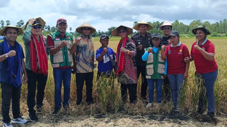 Desa Kandar Kecamatan Selaru Merupakan Salah Satu Desa Sentral Pengembangan Padi
