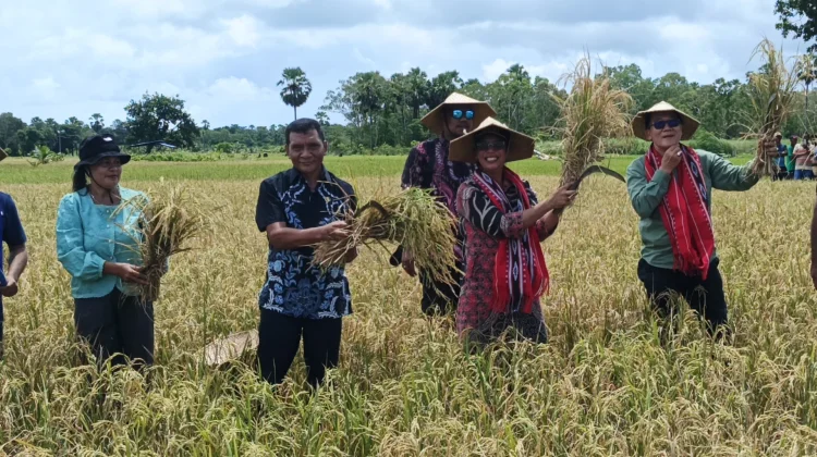 Desa Kandar Menjadi Desa Percontohan Pertanian Padi Lahan Kering Se Kabupaten Kep