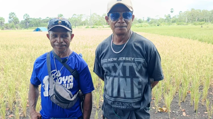 Hasil Panen Padi Lahan Kering Dukung Ketahanan Pangan Masyarakat