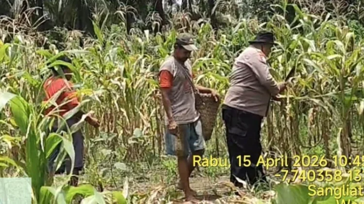 Bhabinkamtibmas Sangliat Krawain Bantu Warga Panen Jagung