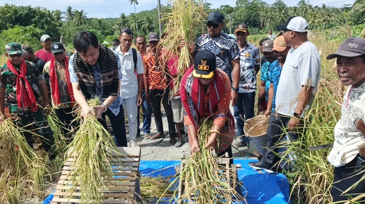 Bupati Tanimbar Hadiri Panen Raya Padi Merah Desa Arui Das