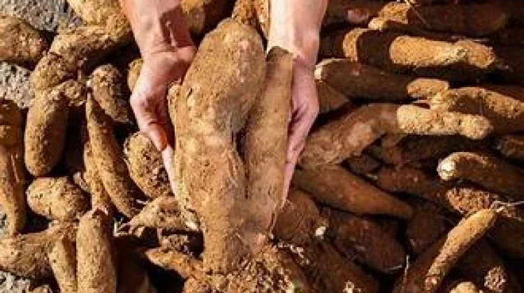 Inisiatif Ibu Rumah Tangga ubah Lahan Kosong Jadi Kebun Singkong Produktif