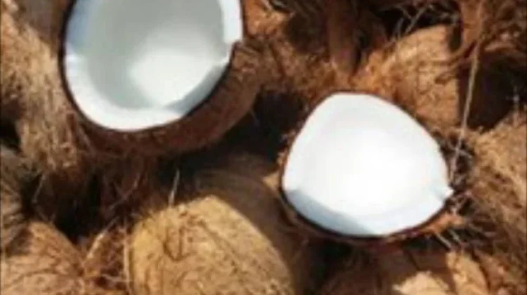 Pengolahan Minyak Kelapa Tradisional Warisan Leluhur