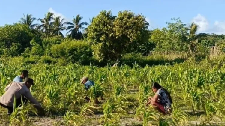 Bhabinkamtibmas Matakus Bersihkan Lahan Kebun Jagung