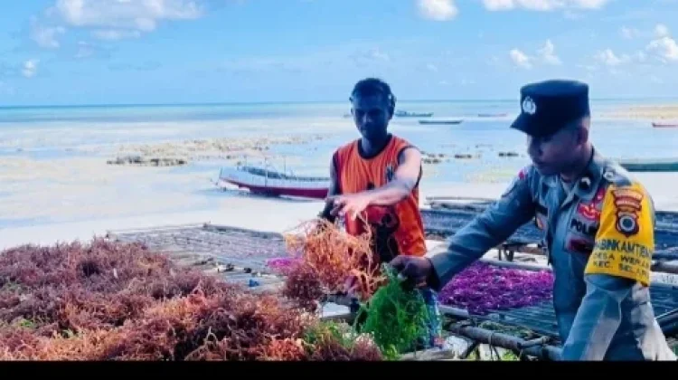 Bhabinkamtibmas Werain Sambangi Petani Rumput Laut