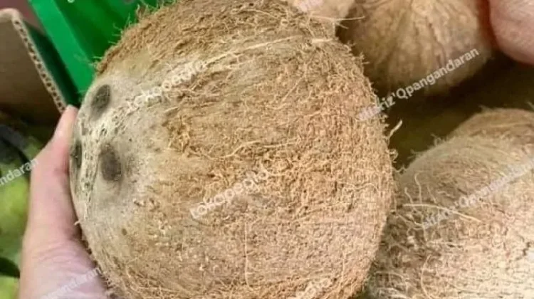 Harga Kopra Merosot  Petani kopra Banting Setir Jual Kelapa Buah di Pasar
