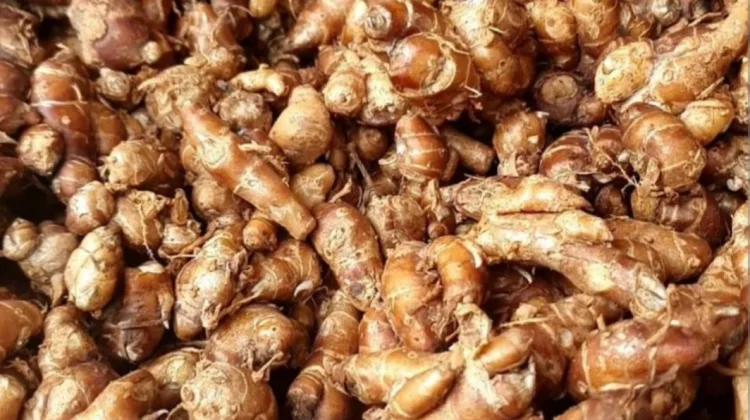 Kencur Dipercaya Berkasiat Menyembuhkan Penyakit Gagal Ginjal