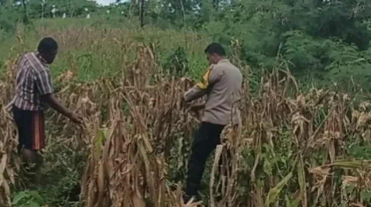 Bhabinkamtibmas Wowonda Bersama Poktan Tinjau Lahan Jagung