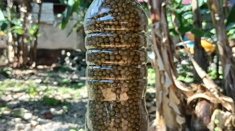 Kacang Hijau Botol  Rp 20 an Rupiah di Saumlaki