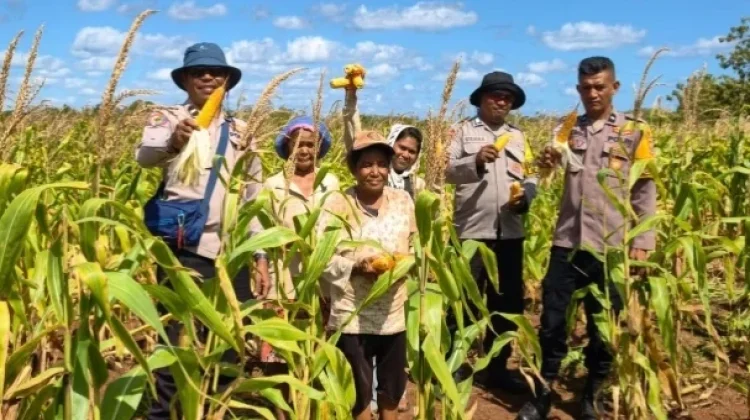 Polsek Tansel Sukseskan Panen Jagung Hibrida Kuartal I