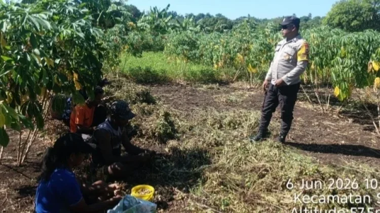 Bhabinkamtibmas Eliasa Sambangi Petani saat Panen Kacang