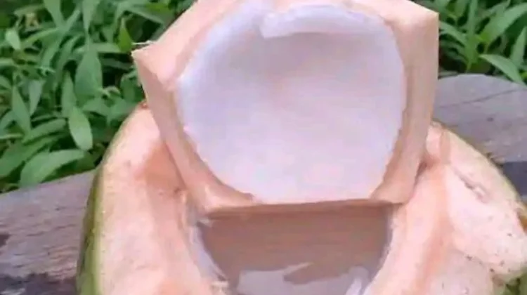 Atasi Masalah Lambung, Air Kelapa Jadi Pilihan