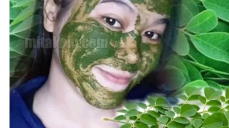 Rahasia  Daun Kelor yang Belum Banyak Diketahui
