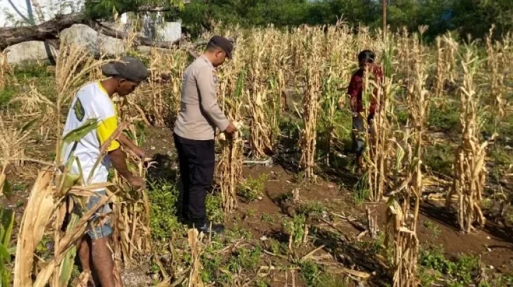 Bhabinkamtibmas Adaut  Lakukan Pendampingan Terhadap Kelompok Tani