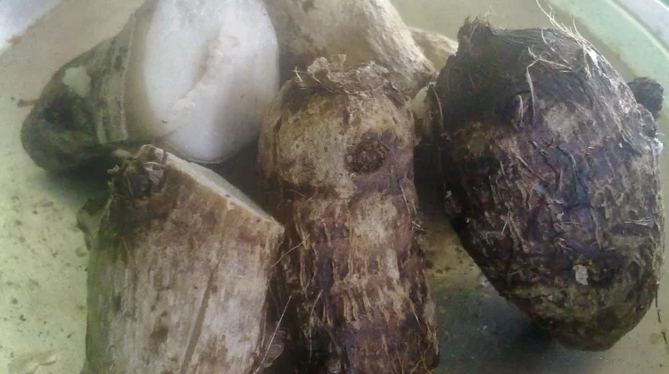 Tips Mengolah Keladi agar Tidak Gatal saat Dikonsumsi