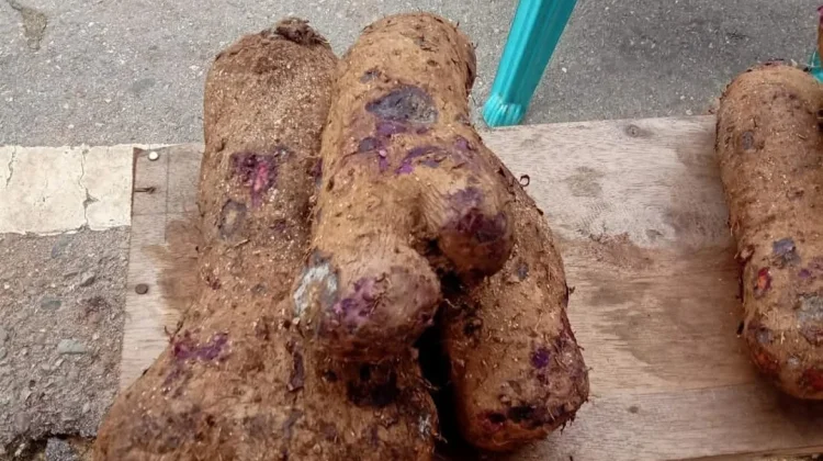 Menjaga Warisan Kuliner Tanimbar melalui Kelezatan Bubur Sisisi Khas Saumlaki