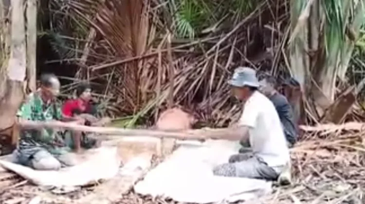 Generasi Muda Saumlaki Diajak Lestarikan Rumbia dan Tradisi 'Nakalap' yang Kian Pud