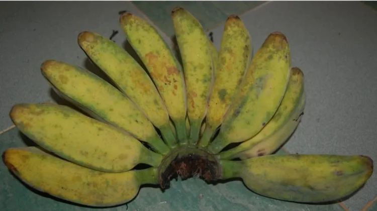 Pisang Abu-Abu Jadi Pangan Lokal Favorit Warga Saumlaki