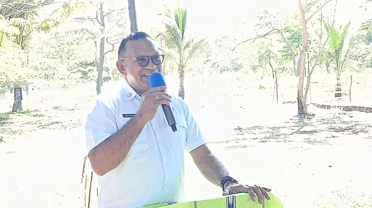 Petani Sayur Hortikultura Tanimbar Sudah Berkembang Dengan Baik