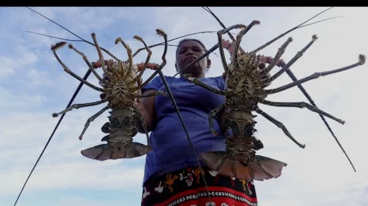 Wisata Buka Sasi Jaga Ekologi Laut Tetap Lestari