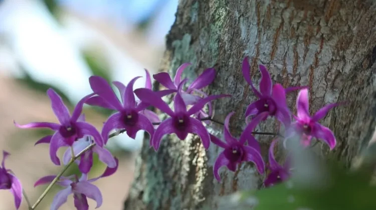 Komunitas Pecinta Flora Imbau Warga Selamatkan Anggrek Lelemuku