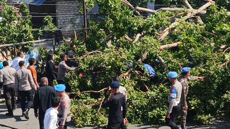 Pohon Beringin Tumbang jelang Persiapan Upacara Hut Ri Ke-81 di Tanimbar